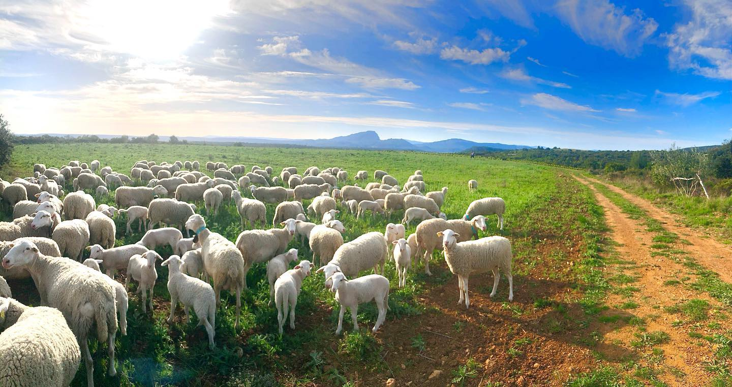 Le troupeau de brebis dans les prairies du domaine, les reliefs de l'Hérault à l'horizon