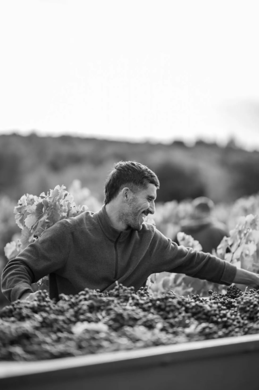Tri de la vendange à la main, dans les vignes