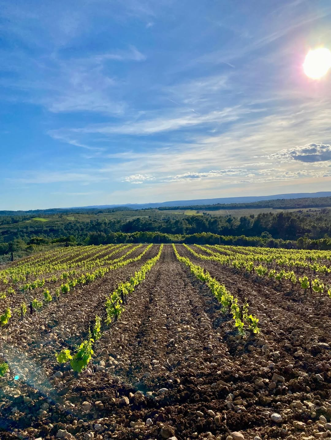 Les vignes du domaine dans la garrigue, autour d'Assas, au soleil couchant